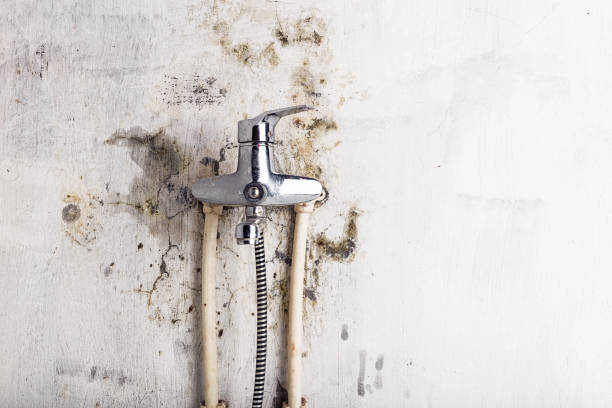 Ocean Shores, WA Mold Removal Company