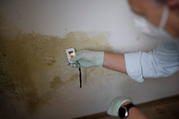 Mold Removal Process in Ocean Shores, WA