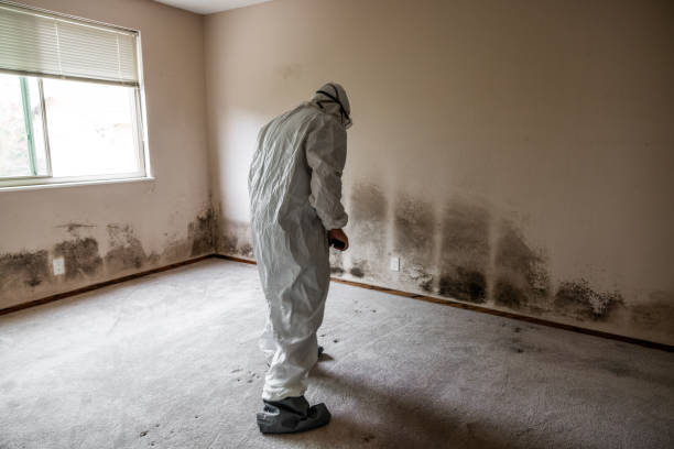 Mold Testing and Removal in Ocean Shores, WA