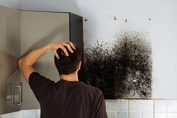 Best Emergency Mold Removal  in Ocean Shores, WA