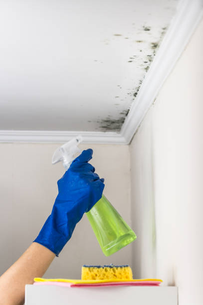 Best Black Mold Removal  in Ocean Shores, WA