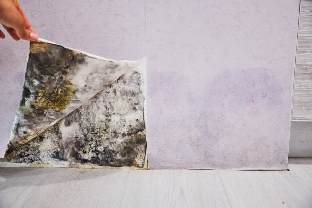 Best Commercial Mold Removal  in Ocean Shores, WA